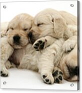 Golden Retriever Puppies Acrylic Print