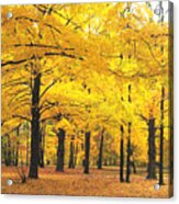 Golden Trees Acrylic Print