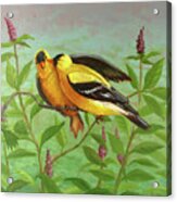 Goldfinch Love Acrylic Print