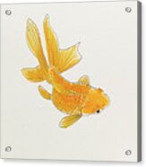 Goldfish 1 Acrylic Print