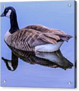 Goose Reflection Acrylic Print