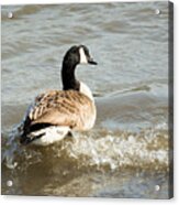 Goose Rides A Wave Acrylic Print