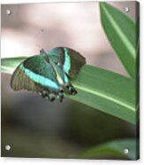 Gorgeous Emerald Swallowtail Butterfly Sparkling In The Sun Acrylic Print