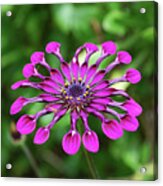Gorgeous Flowering Tropical Flower In A Garden Acrylic Print