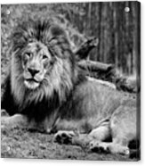 Gorgeous Male Lion San Diego Ca Acrylic Print