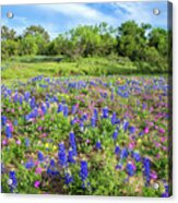 Gorgeous Wildflowers On The Willow City Loop Acrylic Print