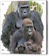 Gorilla Family Portrait Acrylic Print