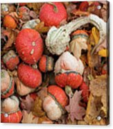 Gourds And Autumn Leaves Acrylic Print