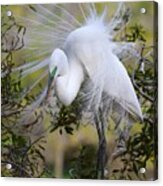 Grace In Nature Acrylic Print