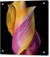 Grand Opening - Purple And Yellow Tulip 001 Acrylic Print