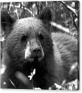 Grand Teton Black Bear Cub Black And White Acrylic Print