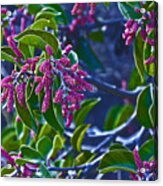Grape Flowers Acrylic Print
