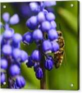 Grape Hyacinth And Bee Acrylic Print