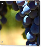 Grape Vine 7 Acrylic Print