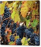 Grapes Acrylic Print