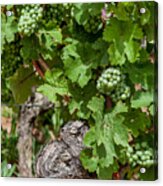 Grapes Of Alsace Acrylic Print