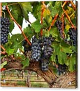 Grapes Of The Yakima Valley Acrylic Print
