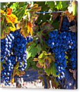 Grapes Ready For Harvest Acrylic Print