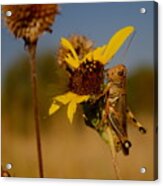 Grasshopper On Wild Sunflower Acrylic Print