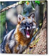 Gray Fox Awakens In The Tree Acrylic Print