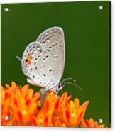 Eastern Tailed Blue On Green And Orange Acrylic Print
