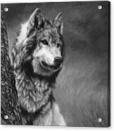 Gray Wolf - Black And White Acrylic Print