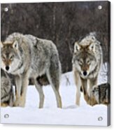 Gray Wolves Norway Acrylic Print