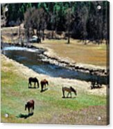 Grazing 2 Acrylic Print