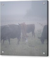 Grazing Cows In The Mist Acrylic Print