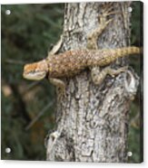 Great Basin Collared Lizard Acrylic Print