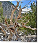 Great Basin Np Acrylic Print