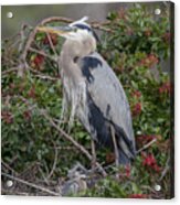 Great Blue Heron And Nestling Acrylic Print