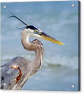 Great Blue Heron Beach Portrait Acrylic Print