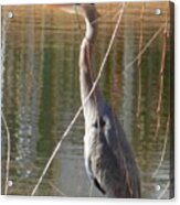 Great Blue Heron By Willow Tree Acrylic Print