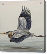 Great Blue Heron Flying Acrylic Print