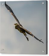 Great Blue Heron Gliding In Acrylic Print