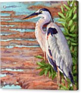 Great Blue Heron In A Marsh Acrylic Print