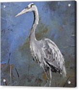 Great Blue Heron In Blue Acrylic Print