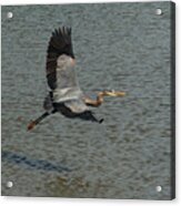 Great Blue Heron In Flight Acrylic Print