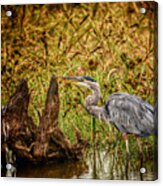 Great Blue Heron Acrylic Print