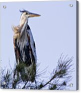 Great Blue Heron On A Windy Day Acrylic Print