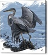 Great Blue Heron On Cape Cod Canal 2 Acrylic Print