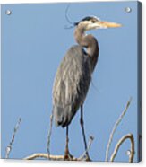 Great Blue Heron Seeks Mate Acrylic Print