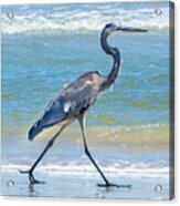 Great Blue Heron On The Shore Photo Acrylic Print