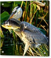 Great Blue Heron With Fish Acrylic Print