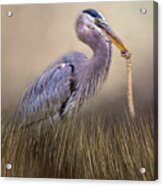 Great Blue Heron With Lunch Acrylic Print