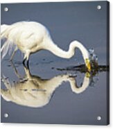 Great Egret Diving For Lunch Acrylic Print