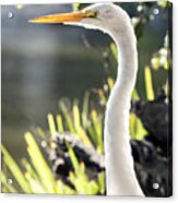 Great Egret Headshot Profile Acrylic Print