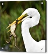 Great Egret With Frog Acrylic Print