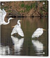 Great Egrets 1489-011718-1cr Acrylic Print